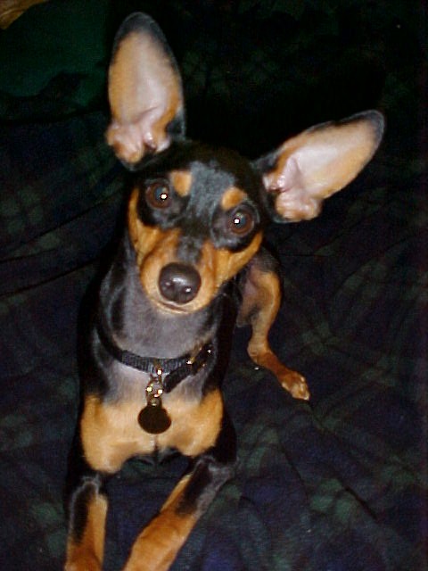 Dinky Dog Accessories